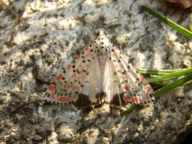 Parco del Ticino 30.9.12